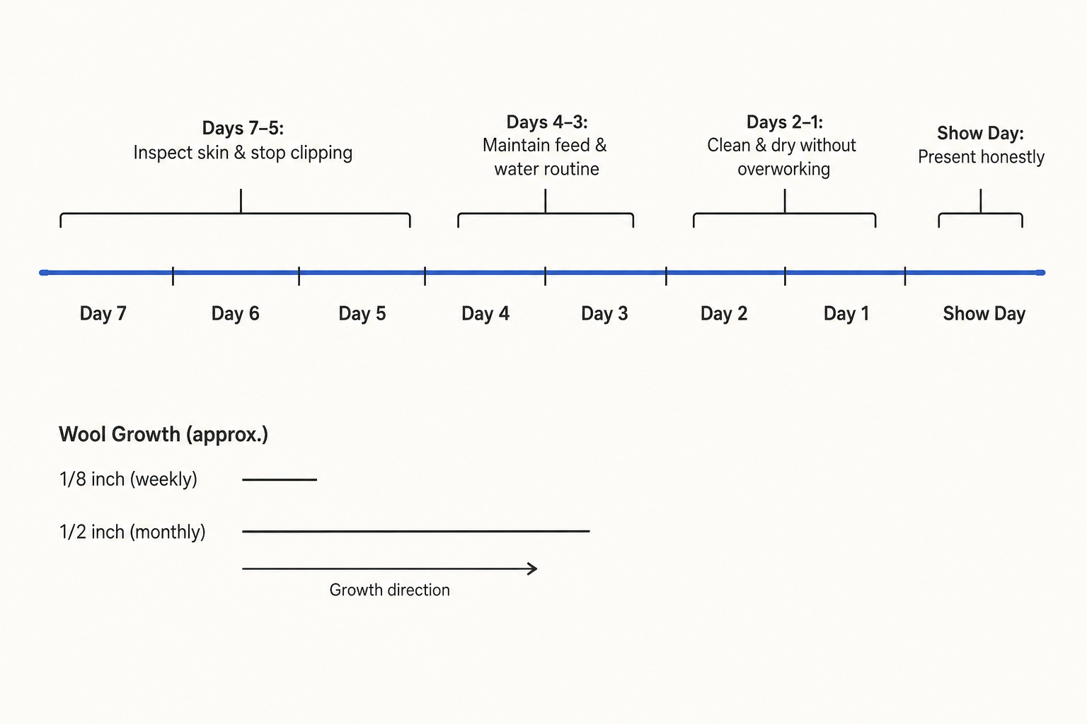 Final-week timeline for inspecting the lower legs, maintaining the lamb’s routine, cleaning carefully, and presenting the regrown shag.