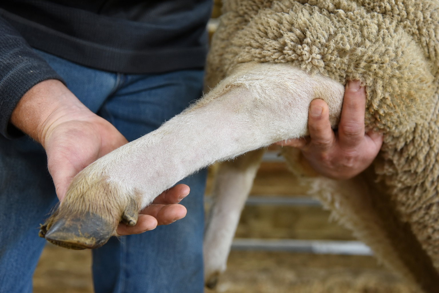 Close-up of a show lamb’s lower hind leg with the shag sheared short, allowing the skin and regrowth to be inspected.