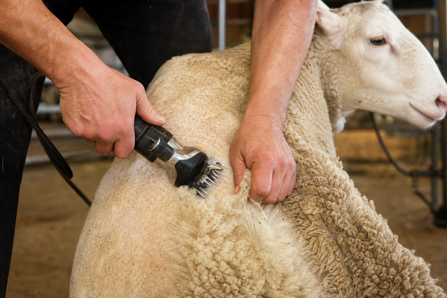 Sheared the Shag Off? What to Do Before the Show